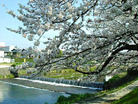 高野川の桜