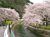 山科疎水の桜