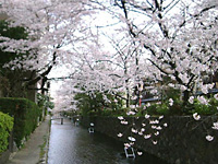 高瀬川の桜
