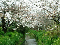 松ヶ崎疎水の桜