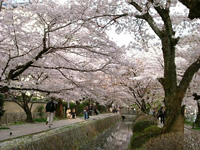 哲学の道の桜